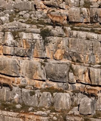 Erzincan'da nefes kesen görüntü! Yaban keçileri böyle görüntülendi