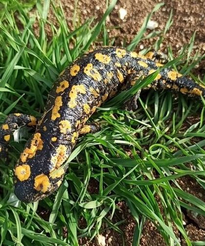 Hayvanların su içtiği çeşmede semender ortaya çıktı