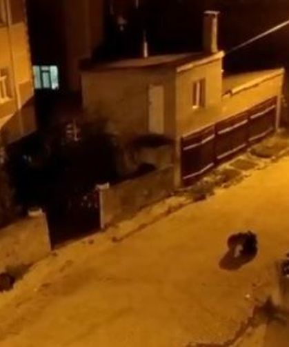 Kars'ta şaşırtan görüntü! 7 ayı aynı anda mahalleye indi