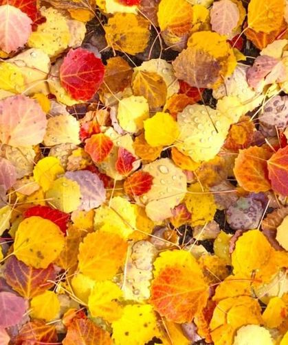 Muş'un zirvelerinde sonbahar güzelliği! Fotoğraf tutkunları akın etti