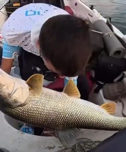Oltaya dev turna takıldı: Yaklaşık 30 kilo