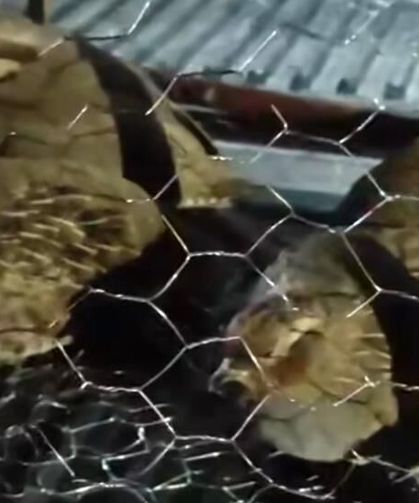 Van'da kafes avcılığı yapan 2 kişiye 211 bin TL ceza
