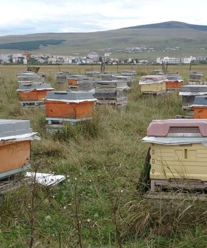 Varroa paraziti arı kolonilerini tehdit ediyor