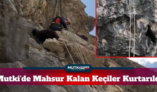 Mutki'de Kayalıklarda Mahsur Kalan Keçileri AFAD Kurtardı
