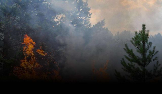 Bingöl'de İki Ayrı Orman Yangınına Müdahale Ediliyor