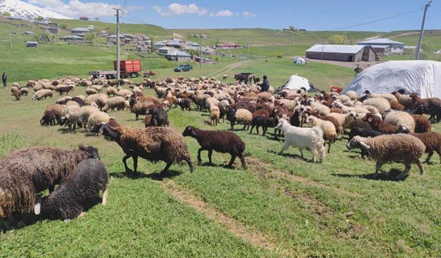 Bitlis'te  Koyun ve Kuzuların Buluşma Anı Görsel Şölen Sunuyor