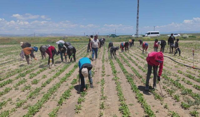 Bitlis'te Mevsimlik İşçiler Zorlu Koşullarda Geçim Mücadelesi Veriyor