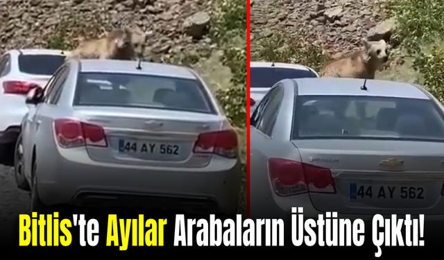 Bitlis'te Ayılar Yolu Kesip Arabaların Üstüne Çıktı!