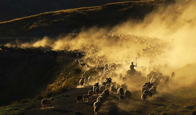 Bitlis'te Koyun Sürülerinin Nemrut Dağı'na Zorlu Yolculuğu Başladı