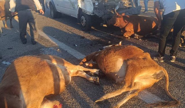 Diyarbakır-Bitlis kara yolunda otobüs inek sürüsüne çarptı: 15 inek telef oldu