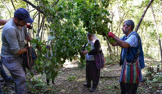 'Doğu'nun Karadeniz'i' Bitlis'te 400 Aile Geçimini Fındıktan Sağlıyor