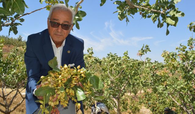 'Yeşil Altın' Olarak Biliniyor: Siirt'te Hasadına Başlandı