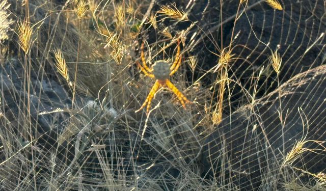 Bitlis'e Komşu İlde zehirli Örümcek Tespit Edildi