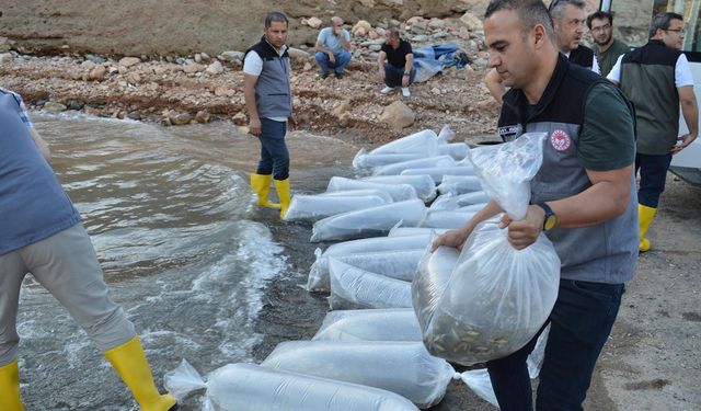 Bu İlde 2 Milyon Yavru Sazan Suya Salındı