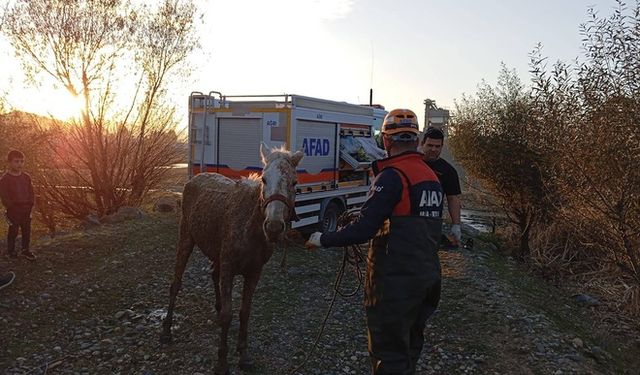 Bataklığa Saplanan At AFAD Ekiplerince Kurtarıldı