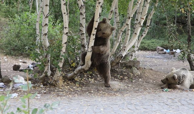 Bitlis'te Piknik Alanında Yiyecek Bekleyen Ayıların Keyfi Yerinde