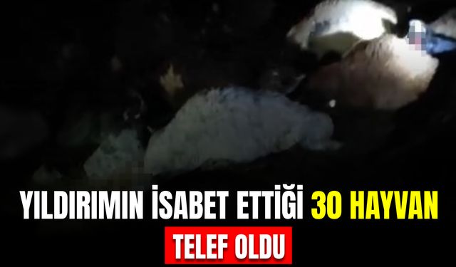 Yıldırımın İsabet Ettiği 30 Hayvan Telef Oldu