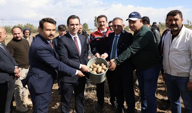 Sofraların Vazgeçilmezi Ahlat Patatesinde Hasat Başladı