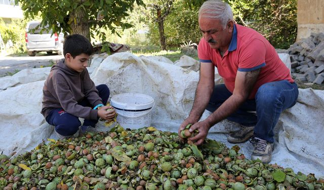 Cevizin Başkenti Adilcevaz’da Üretimin 150 Bin Fidanla Arttırılması Hedefleniyor