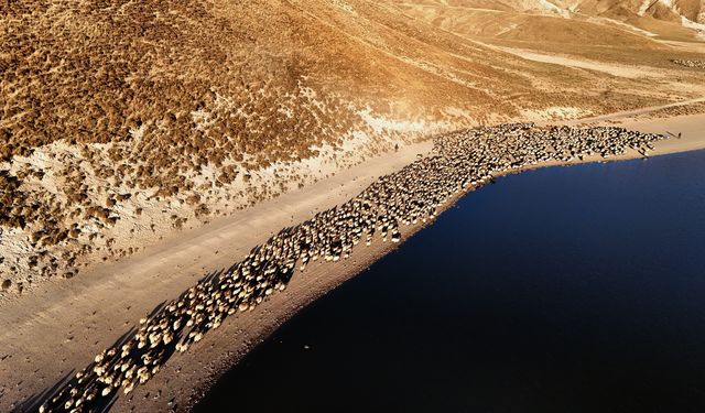 Nemrut'ta Sürülerin Tozlu Yolculuğu Havadan Görüntülendi