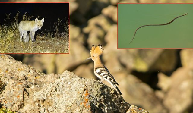 Nemrut Kalderası Onlarca Yırtıcı ve Kuş Türlerine Ev Sahipliği Yapıyor