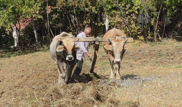 Bitlis'te O Köyde Toprak Halen Karasabanla İşleniyor