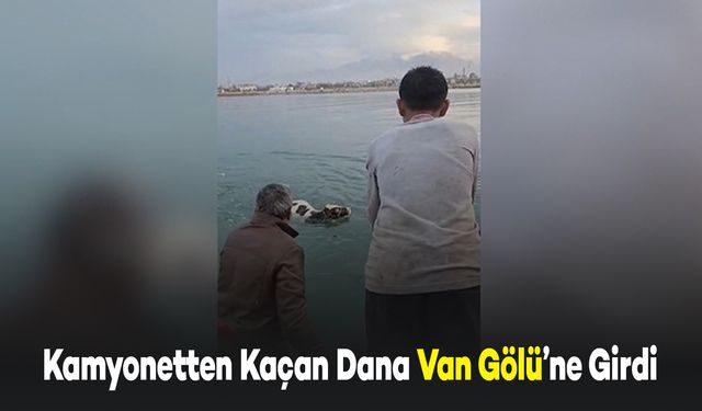 Kamyonetten Kaçan Dana Van Gölü'ne Girdi