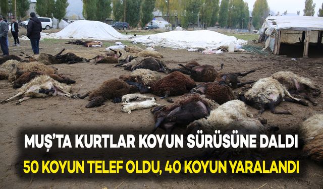 Muş’ta Kurtlar Koyun Sürüsüne Saldırdı: 50 Koyun Telef Oldu