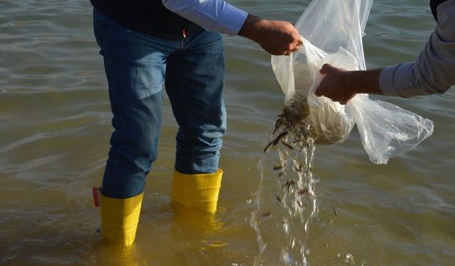 Bölge İlde 2 Milyon Şabut Balığı Suya Bırakıldı