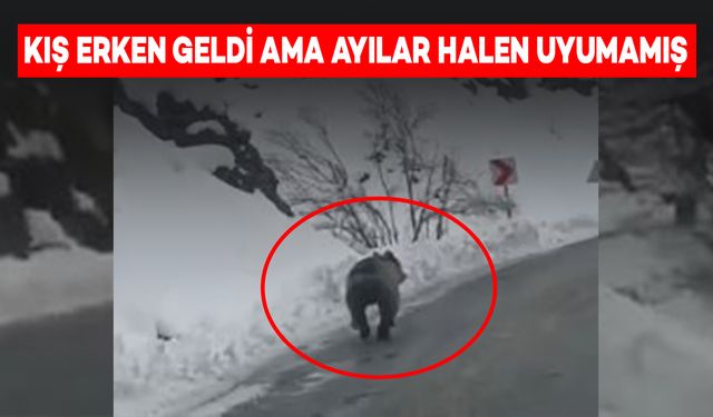 Bu Yıl Kış Erken Geldi Ama Ayılar Halen Uyumamış