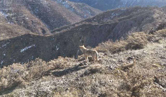 Yiyecek arayan kurt dron ile havadan görüntülendi