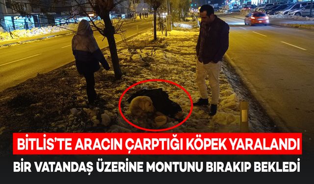 Bitlis'te Bir Vatandaş, Aracın Çarptığı Köpeğin Üzerine Montunu Bırakıp Başından Ayrılmadı