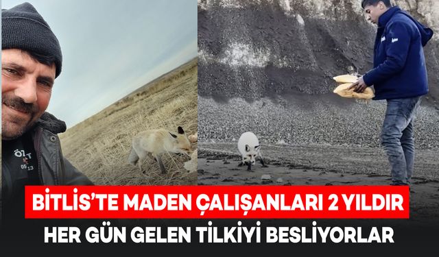 Bitlis'te Maden Çalışanları 2 Yıldır Tilkiyi Besliyorlar