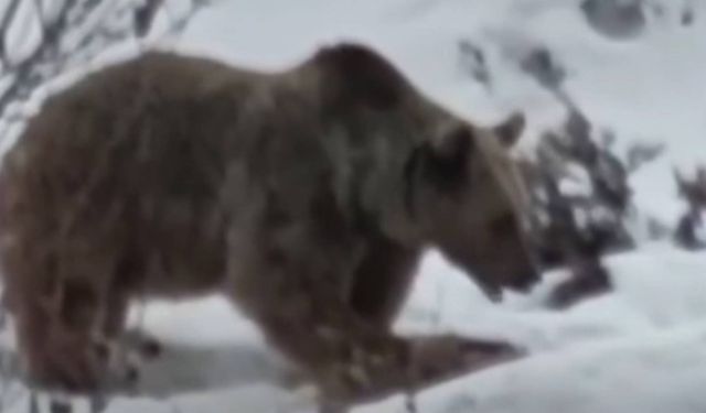 Bozayı Kış Uykusu Öncesi Yiyecek Yerken Görüntülendi