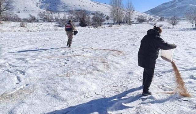 Bitlis’te Yaban Hayvanları İçin Doğaya 140 Kilogram Yem Bırakıldı