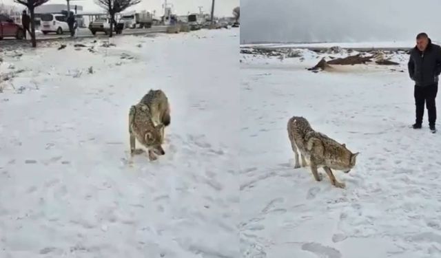 Yaralı Kurt Bitlis'te Güpegündüz Sanayi Bölgesine İndi