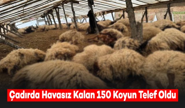 Çadırda Havasız Kalan 150 Koyun Telef Oldu