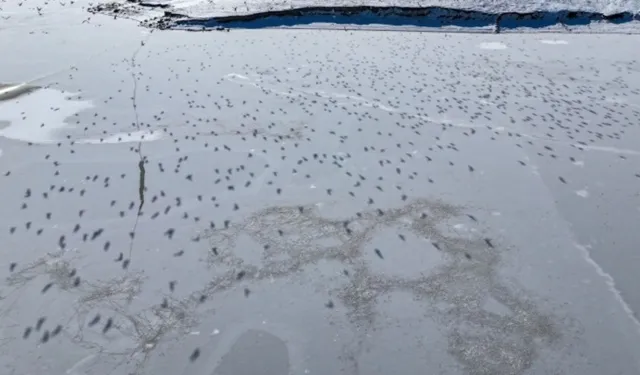 Van'da Etkili Soğuk Hava Gölü Dondurdu