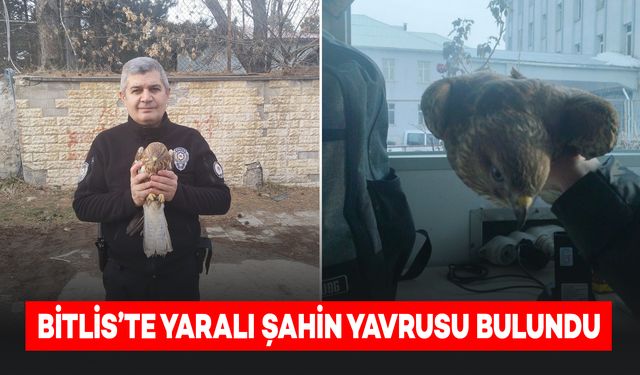 Bitlis'te Yaralı Şahin Yavrusu Bulundu