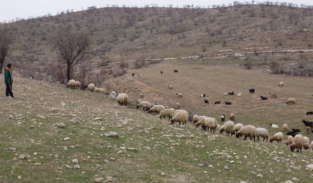 50 Bin TL’ye Çoban Bulamayan Köylüler, Hayvanlarını Satmak Zorunda Kalıyor