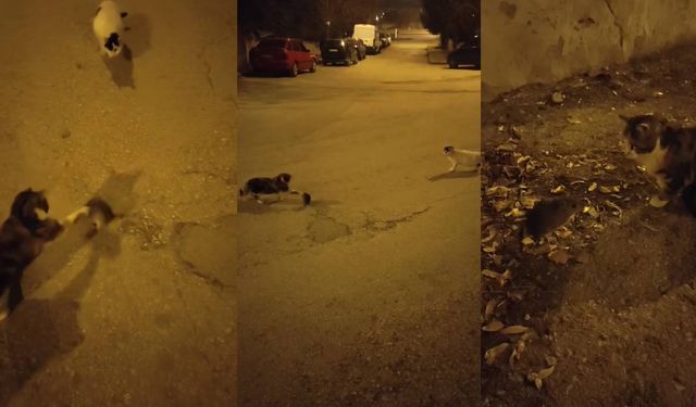 Kedi ve Fare Arasındaki Kovalamaca GüldürdüElazığ’ın Fevzi Çakmak Mahallesi’nde, doğası gereği fareyi avlaması beklenen