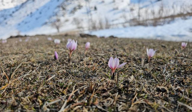 Bitlis'te Baharın Müjdecisi Çiğdemler Açtı