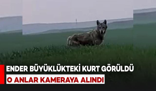 Batman’da Ender Görülen Büyük Kurt Kamerada!