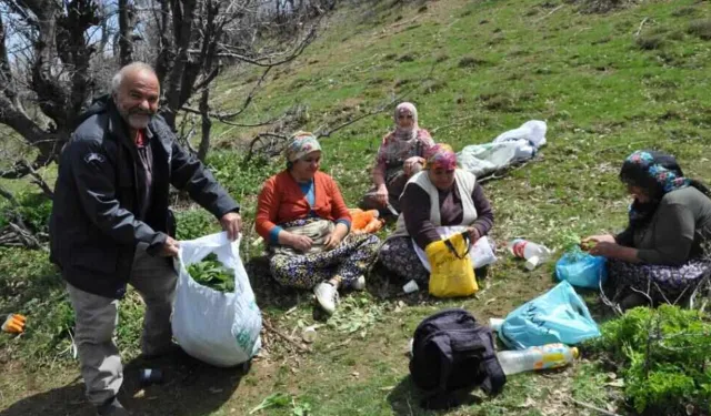Dağların Bereketi: Pancar Yüzlerce Aileye Geçim Kapısı Oldu