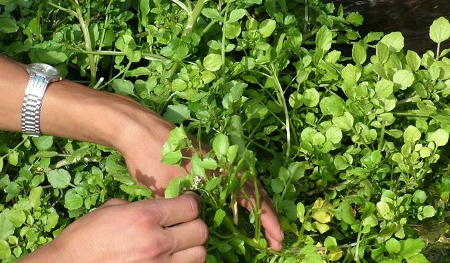 Ahlat'ta Sofraların Vazgeçilmezi Godumluk Bitkisi Kapış Kapış Gidiyor