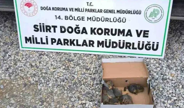Kaçak Sincap Avına 101 Bin Lira Ceza