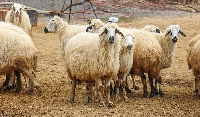 Kurbanlık Fiyatları Belli Oldu: Büyükbaşta 350 Bin TL’ye Kadar Çıkıyor
