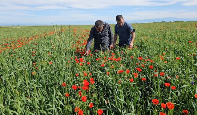 Adilcevaz'da Kırmızıya bürünen Gelincik Tarlaları Hayran Bırakıyor