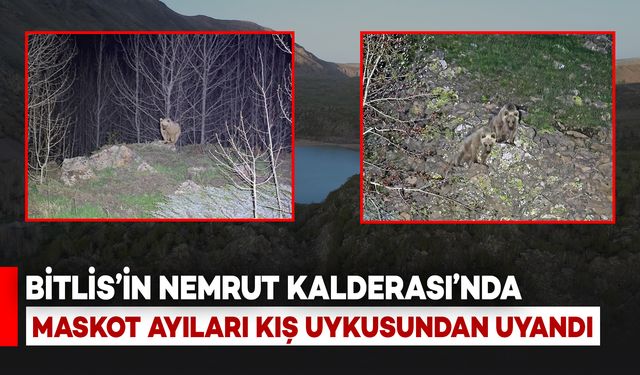 Bitlis'te Nemrut’un Maskot Ayıları Kış Uykusundan Uyandı