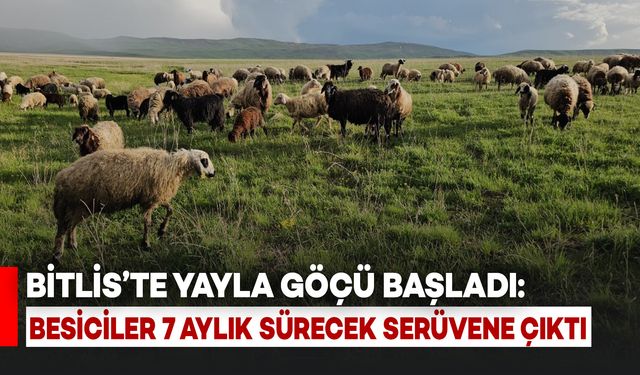 Bitlis'te Yayla Göçü Başladı: Besiciler 7 Ay Sürecek Serüvene Çıktı